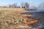 За сутки в Приамурье выгорело восемь гектаров