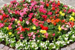 Областной центр Амурской области летом украсят цветами бегонии, сальвии и герани