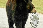 В Хабаровском крае дикий медведь напал на автомобиль