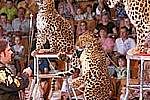 В Подольске цирковой леопард набросился на мать и трехлетнего ребёнка