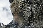 На Камчатке просыпаются бурые медведи