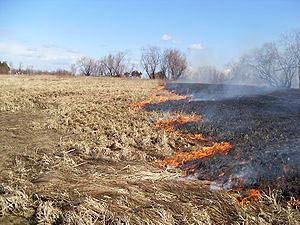 За сутки в Приамурье выгорело восемь гектаров