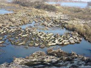 Многим водным объектам Амурской области грозит экологическая катастрофа