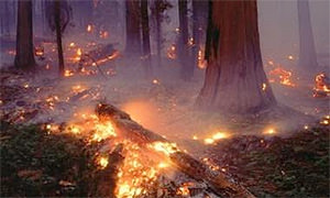 По прогнозу чрезвычайных ситуаций МЧС Приамурью грозят пожары и ящур