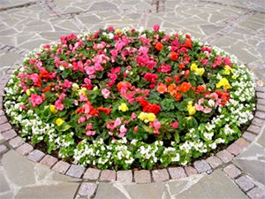 Областной центр Амурской области летом украсят цветами бегонии, сальвии и герани