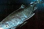 В акватории архипелага Земли Франца-Иосифа обнаружен новый вид полярной акулы и 11 видов морских водорослей
