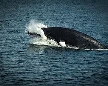 Житель Владивостока заметил в бухте Аякс Русского острова китов Минке