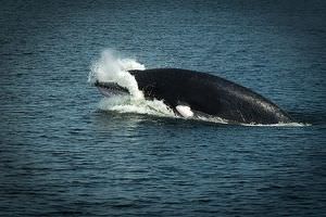 Житель Владивостока заметил в бухте Аякс Русского острова китов Минке