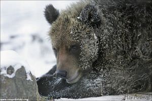 На Камчатке просыпаются бурые медведи