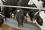 Молочные животноводы Приамурья буду получать компенсацию 2 рубля за литр при из реализации продукта
