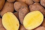 Белорусские фермеры начнут выращивать ГМО-картофель