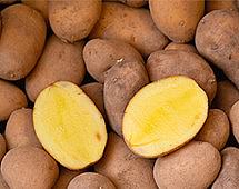 Белорусские фермеры начнут выращивать ГМО-картофель