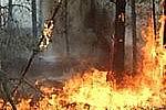 «Гринпис» сообщает о возобновлении крупнейшего лесного пожара в Приамурье