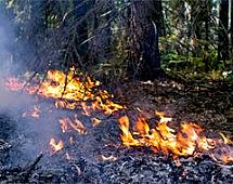 70% площадей лесных пожаров России приходится на Амурскую область