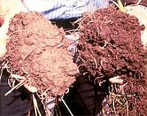 Приамурье направит 160 млн рублей на восстановление почвы после паводка