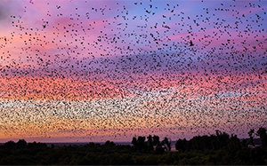 Выжженная территория Амурской области вынудила птиц к массовой миграции в Китай