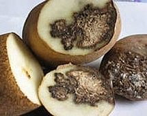 Заражённый бурой бактериальной гнилью картофель пытались ввезти в Приморье из Южной Кореи