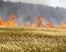 В Благовещенском районе Амурской области выгорело более 15 тысяч гектар