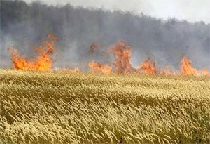 В Благовещенском районе Амурской области выгорело более 15 тысяч гектар 